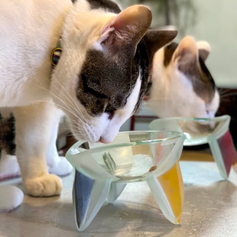ガラス作家の丁子恵美さんが飼っている2匹の猫が丁子恵美さんが制作されたガラスのフードボウルで美味しそうに食事をしています。カラフルでおしゃれなフードボウルは足が個性的なデザインで、インテリアとしてもおすすめです。たち吉のねこ日和のために制作いただきました。
